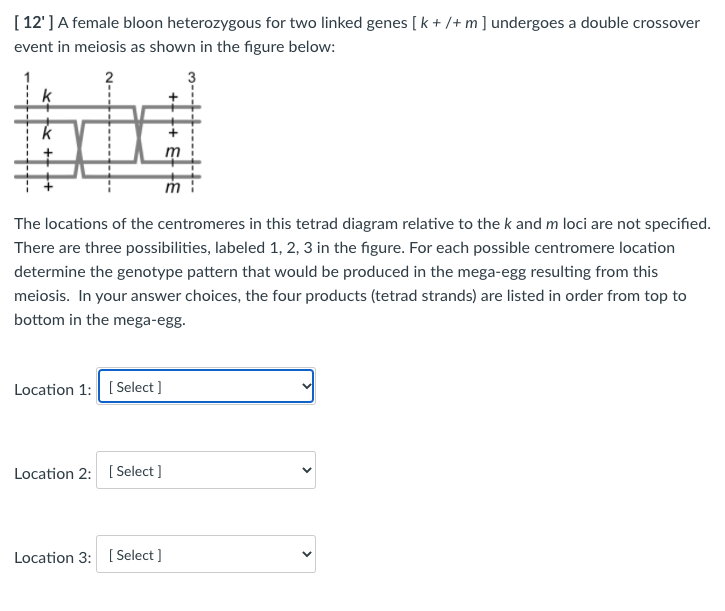 Solved 12 A Female Bloon Heterozygous For Two Linked Genes Chegg Com