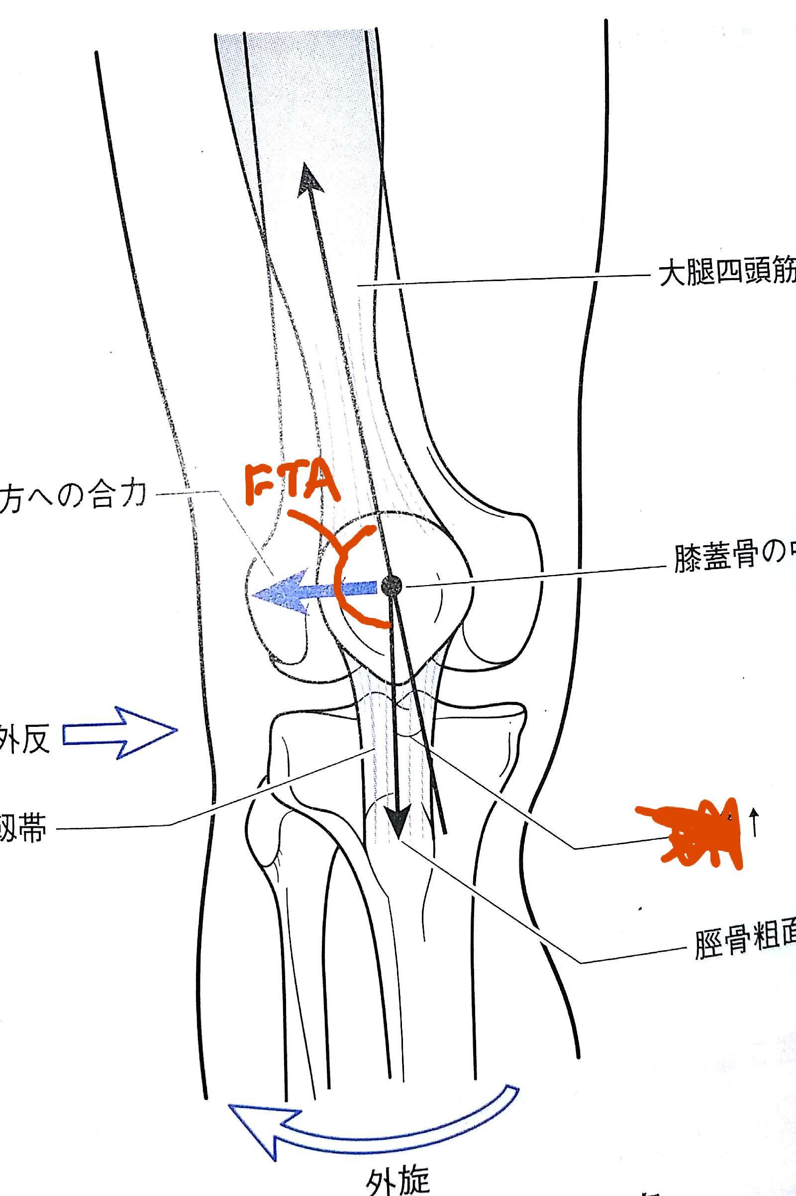 柔整各論 下肢の脱臼 Flashcards Chegg Com