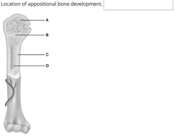 Solved Location of appositional bone development. | Chegg.com