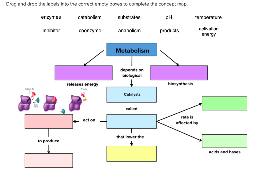 What Is A Concept Map Of Biomolecules / Biomolecule Concept Map Concept