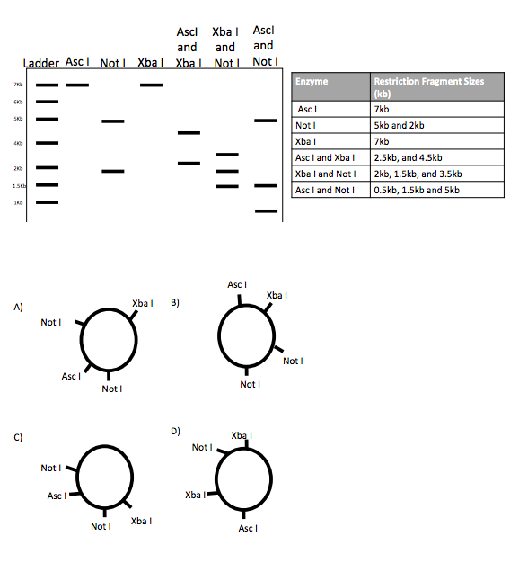Solved You have discovered a new plasmid and want to map it. | Chegg.com
