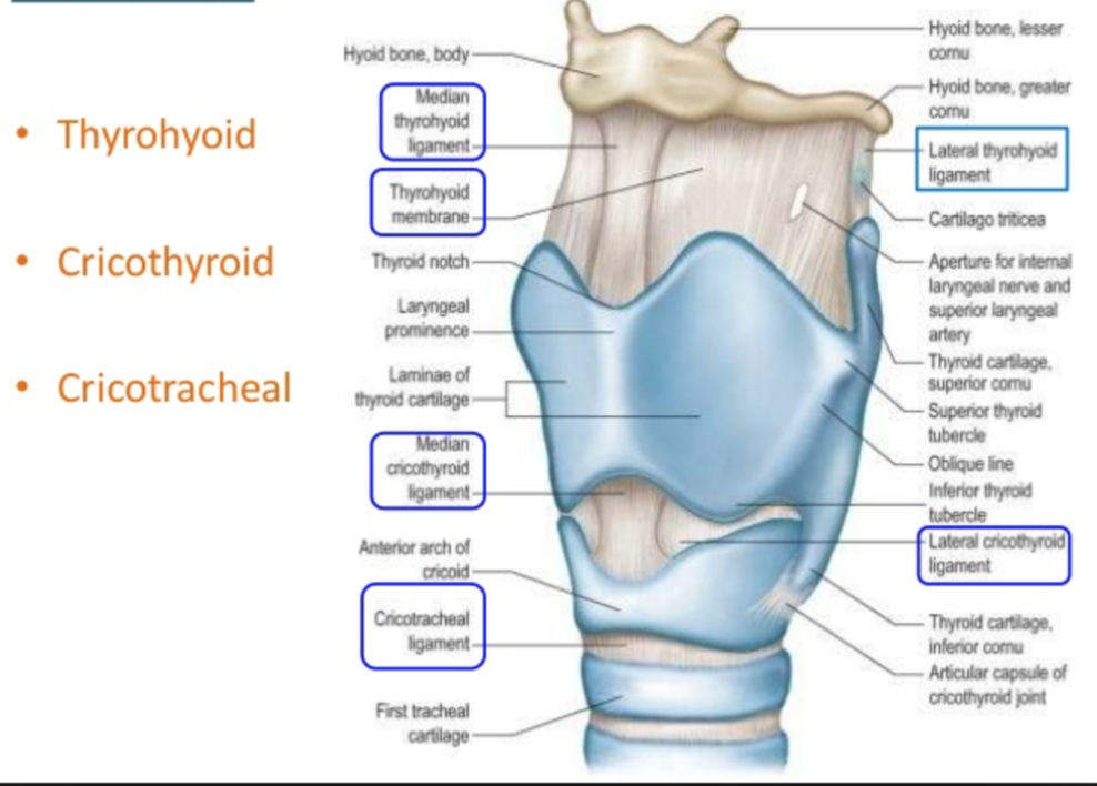 thyroid cartilage oblique line