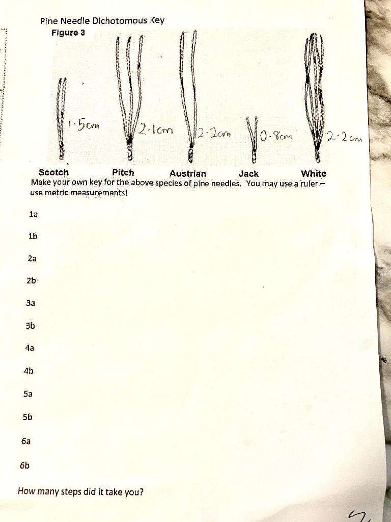 Solved Pine Needle Dichotomous Key Figure 3 1.5cm 12.1cm 1/2