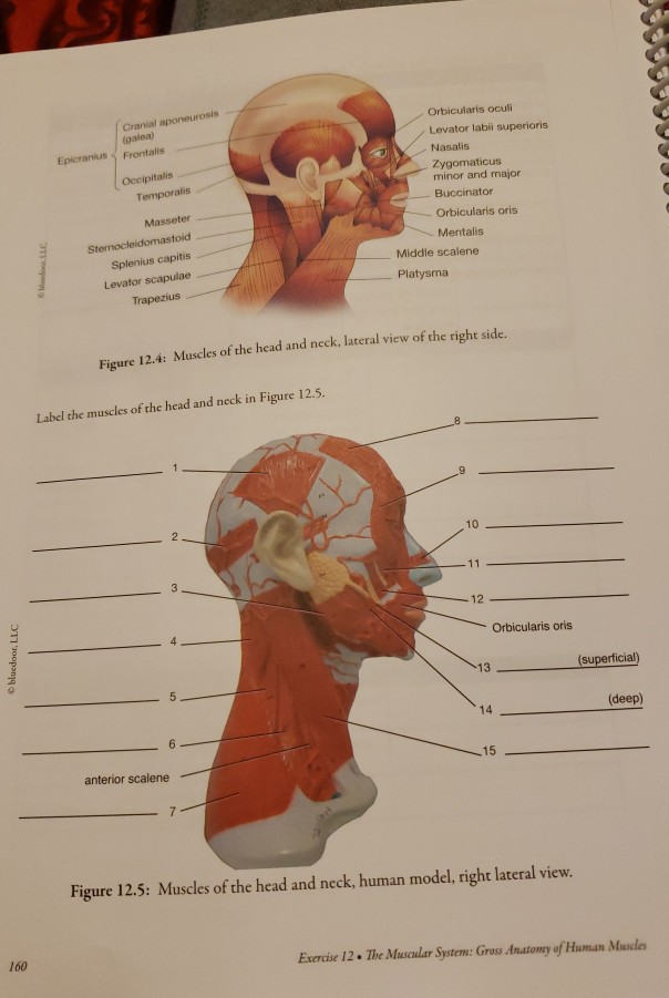 Galea Anatomy - Anatomy Diagram Book
