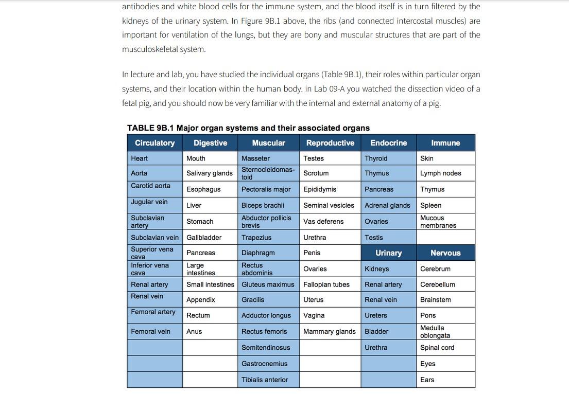 antibodies and white blood cells for the immune system, and the blood itself is in turn filtered by the kidneys of the urinar