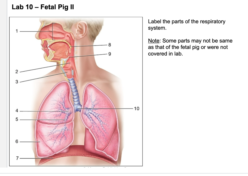 respiratory system without labels