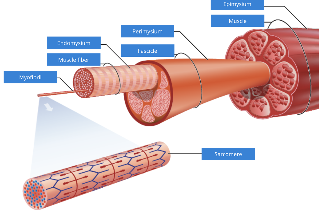 Solved A single skeletal muscle contains many muscle fibers. | Chegg.com