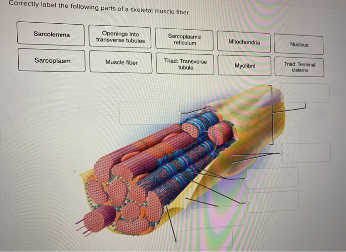 Correctly Label The Following Parts Of A Skeletal Muscle Fiber | Images ...