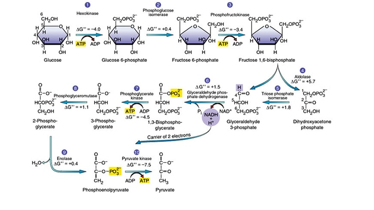 Solved For The Ten Steps Of Glycolysis What Are The Ec Cl Chegg Com