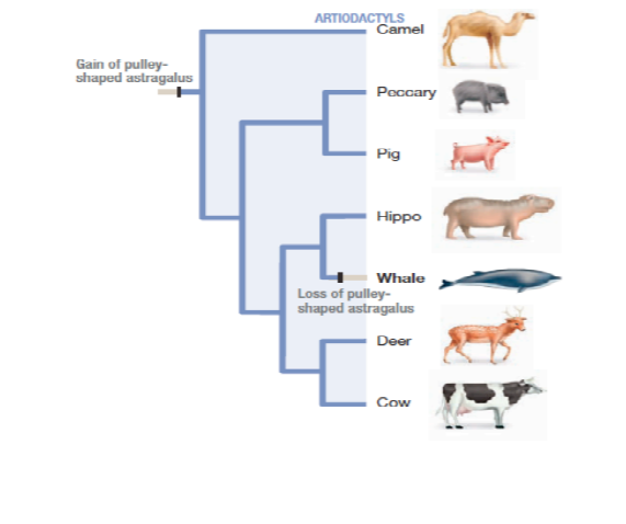 Solved (10m) Answer the questions about the phylogenetic | Chegg.com