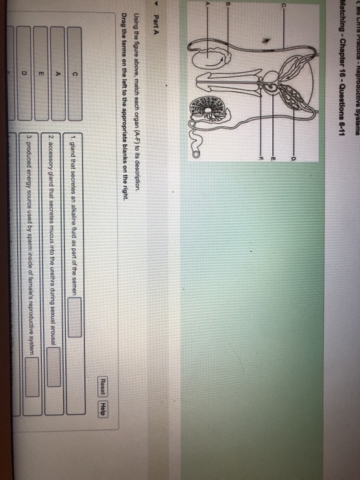 Solved Using the figure above, match each organ (A-F) to its | Chegg.com