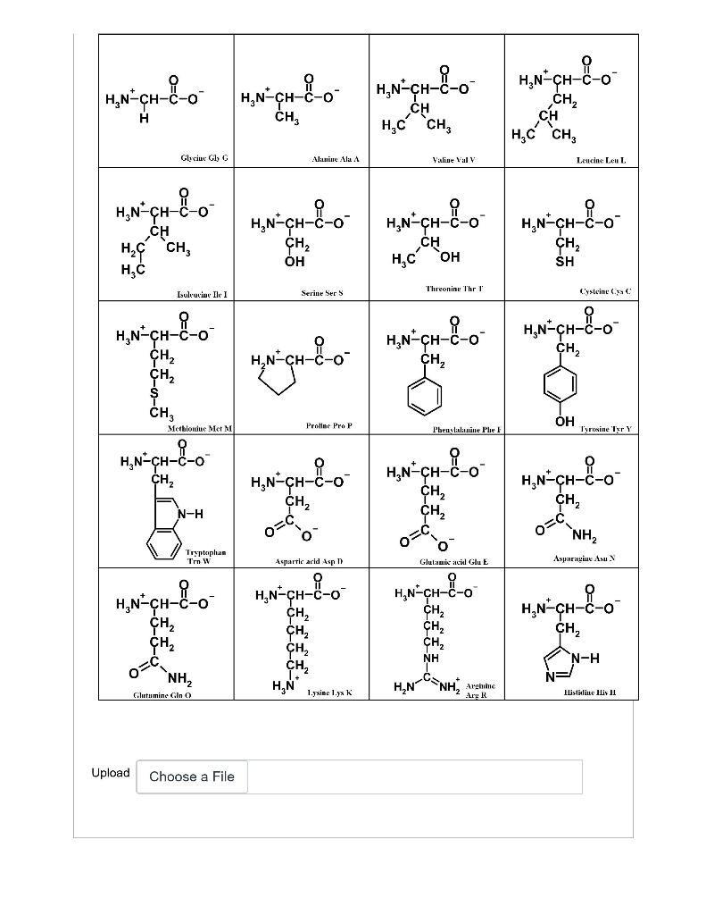 amino acids chart