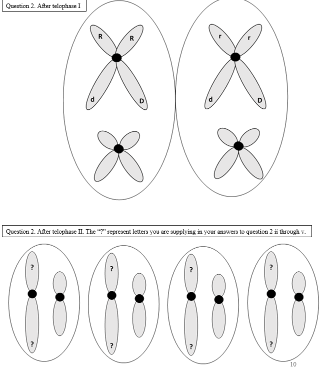 Solved 2. Crossing Over modeling (2 pts) In the cell | Chegg.com