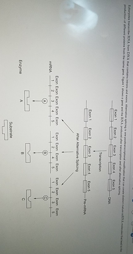 3 eukaryotes transcribe rna from dna