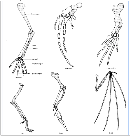 Solved What are the functions of each of these structures? | Chegg.com