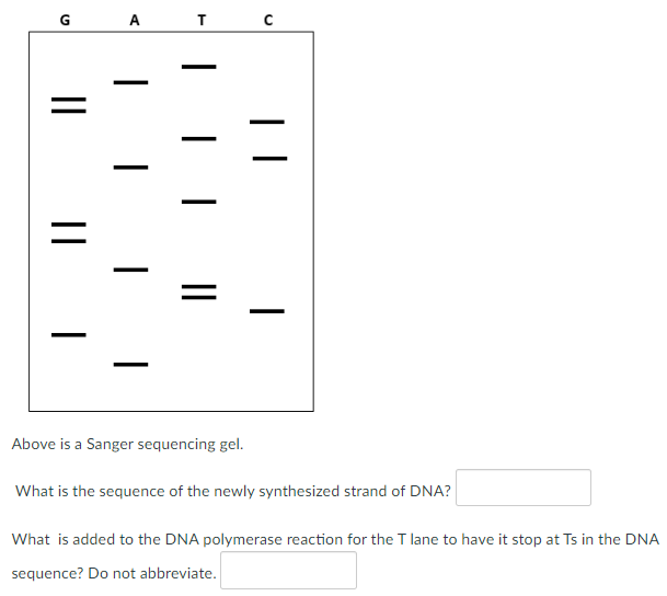 Solved Above is a Sanger sequencing gel. What is the | Chegg.com