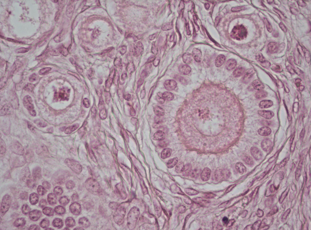 Solved Rabbit ovary (cross section; staining: | Chegg.com