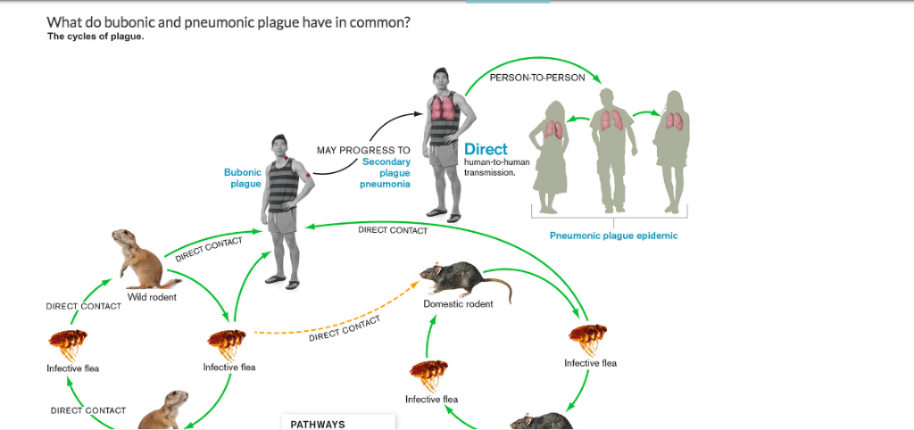 Solved What do bubonic and pneumonic plague have in common? | Chegg.com