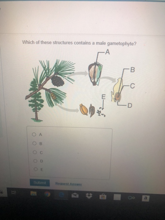 solved-which-of-these-structures-contains-a-male-chegg