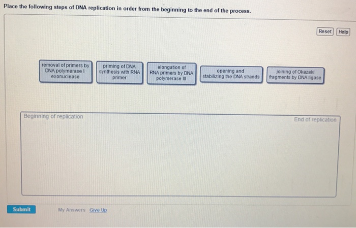 Solved Place The Following Steps Of DNA Replication In Order Chegg