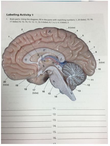 Solved Labeling Activity 1 1. Brain Parts Using The Diagram, | Chegg.com