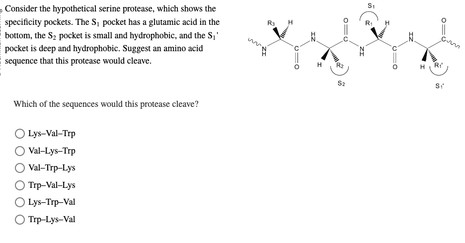 Consider the hypothetical serine protease, which shows the specificity pockets. The \( S_{1} \) pocket has a glutamic acid in