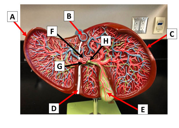Solved A B F C H G D E Gallbladder E Falciform Ligament | Chegg.com