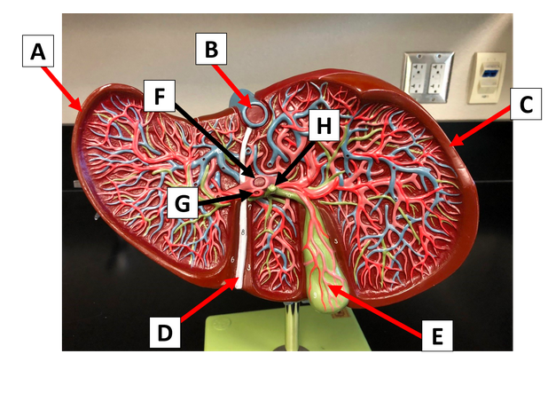 liver model