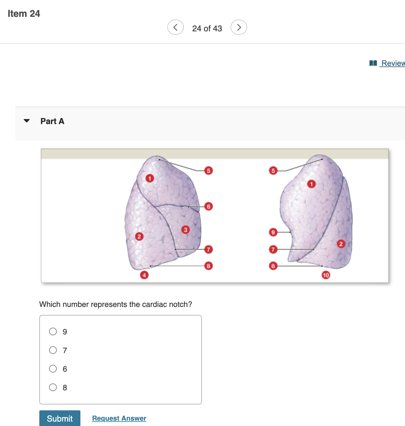 Solved Q. Based on the figure above (respiratory surface