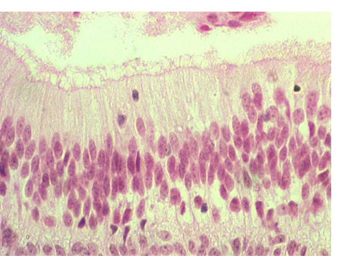 Histologija 2 Flashcards Chegg Com