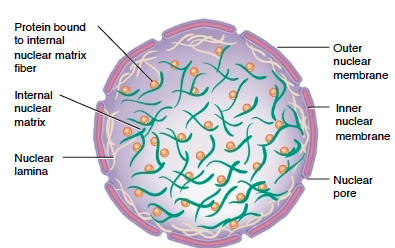 Neuclear Matrix Nuclear Lamina And Nuclear Matrix