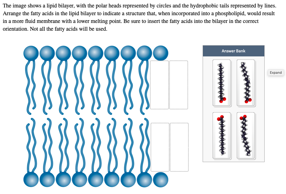 Solved The Image Shows A Lipid Bilayer, With The Polar He...