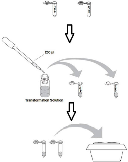 Solved Procedure: The transformation of E. coli with pGlo | Chegg.com