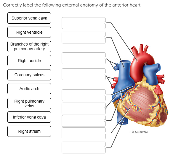 Label Anterior Heart Anatomy External Human Correctly Following Labels Solv...