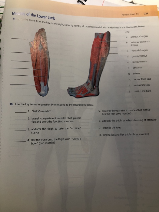 Gross Anatomy Of The Muscular System Review Sheet Anatomical Charts Images 0083