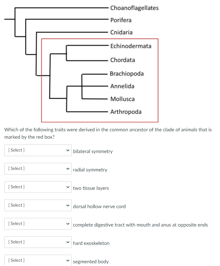 Solved Choanoflagellates Porifera Cnidaria Echinodermata | Chegg.com