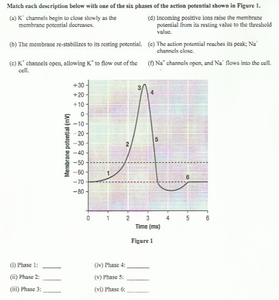 Match each description below with one of the six phases of the action potential shown in Figure 1.
(a) K channels begin to cl