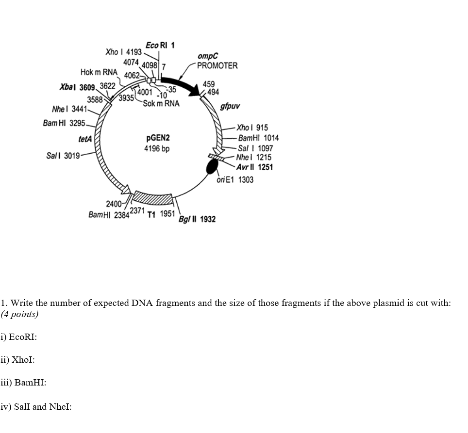 Solved Eco RI 1 Xho 1 4193 4074 4098 7 отрс PROMOTER 459 494 | Chegg.com