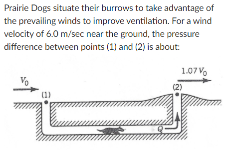 Solved Prairie Dogs Situate Their Burrows To Take Advantage | Chegg.com