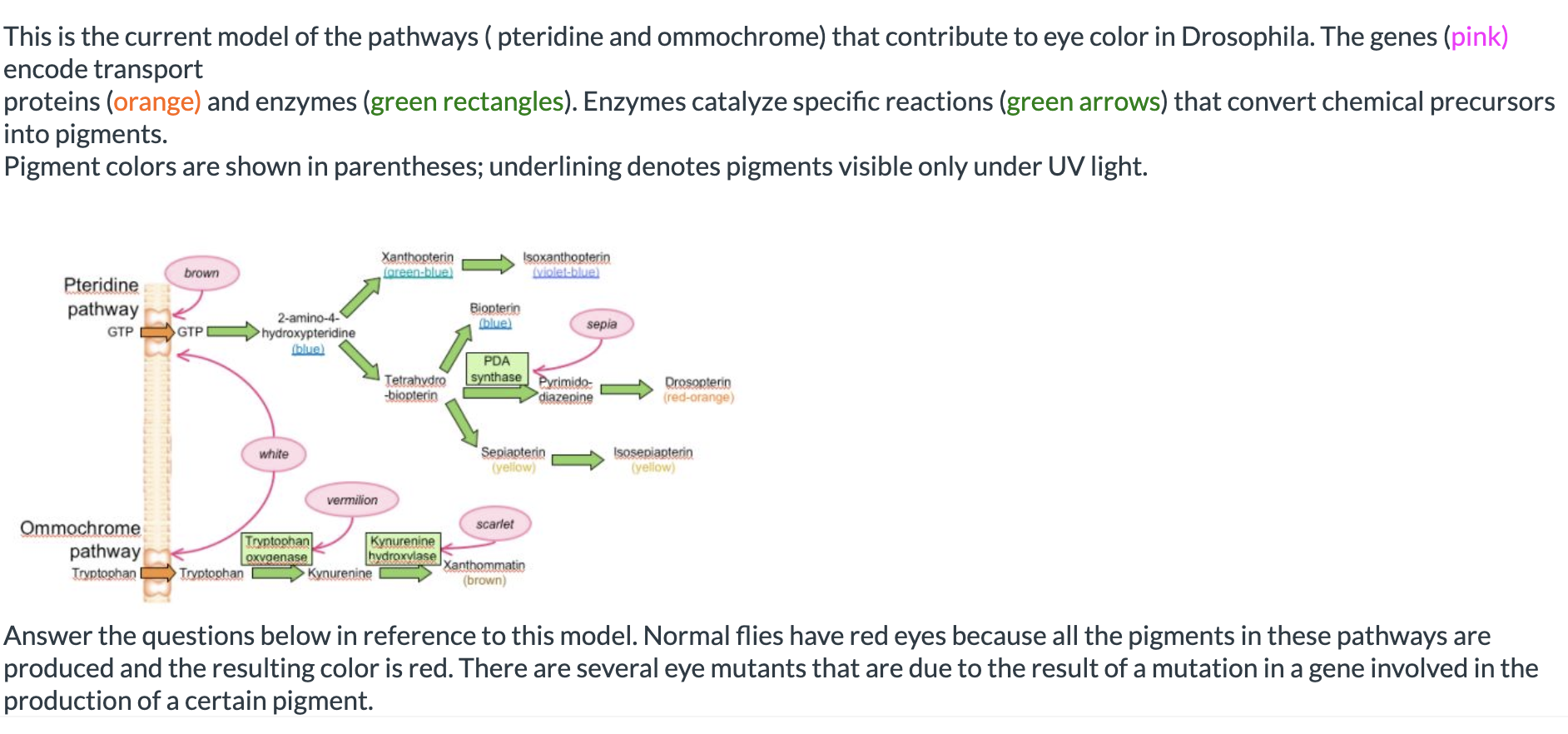 Solved Which pigment(s) ﻿do sepia and apterous flies have in | Chegg.com