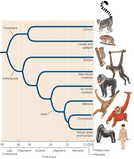 Solved 6. Lorises are primates whose physical appearance | Chegg.com