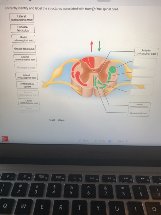Solved: Correctly Identify And Label The Structures Associ... | Chegg.com