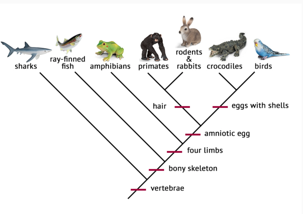 Solved In the image below, the shared derived character | Chegg.com