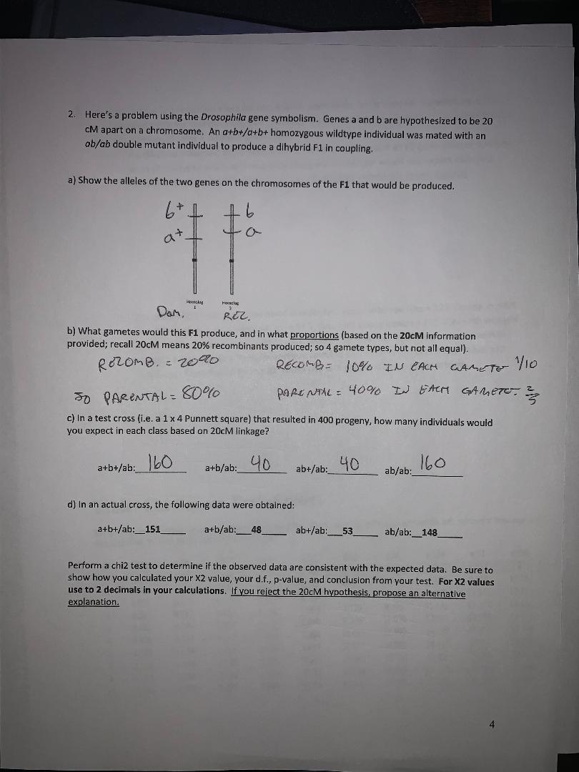 Solved 2. Here's A Problem Using The Drosophila Gene | Chegg.com ...