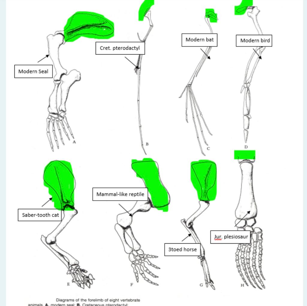 Cret. pterodactyl Mammal-like reptile Diagrams of the | Chegg.com