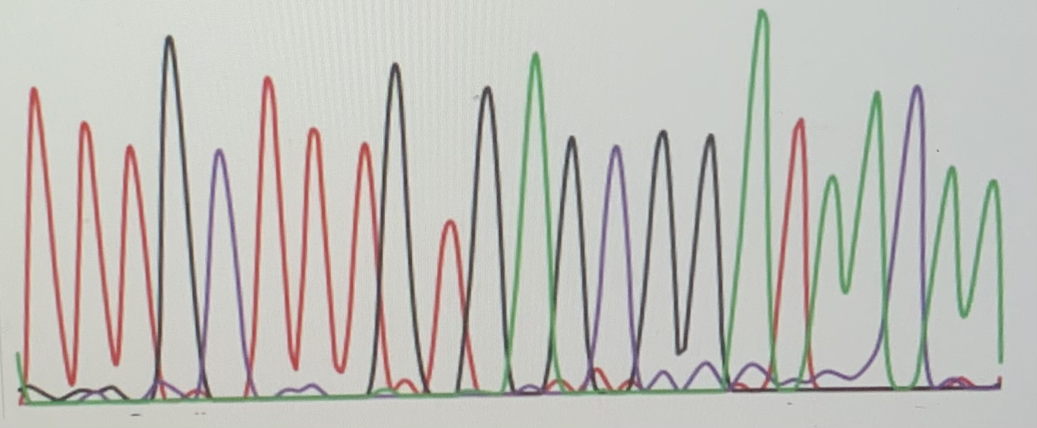 Solved You performed a Sanger sequencing reaction & obtained | Chegg.com