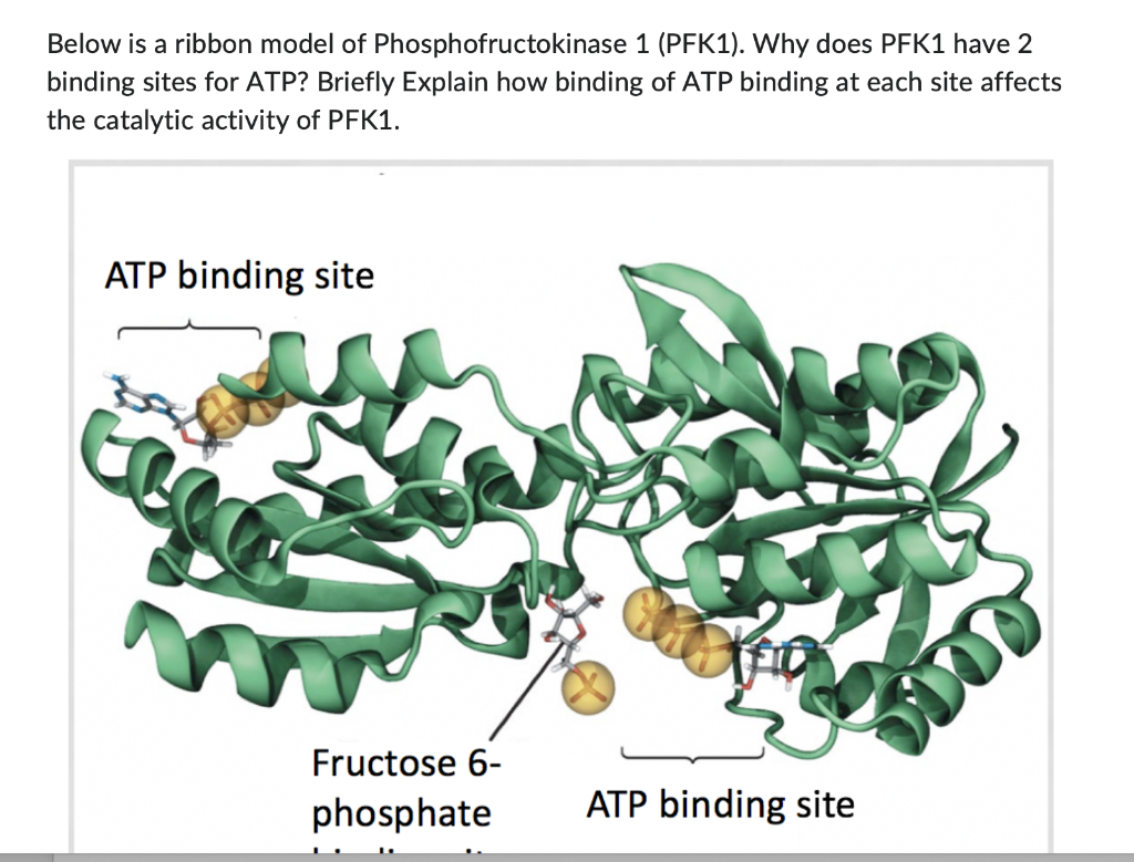 Solved Below is a ribbon model of Phosphofructokinase 1 | Chegg.com