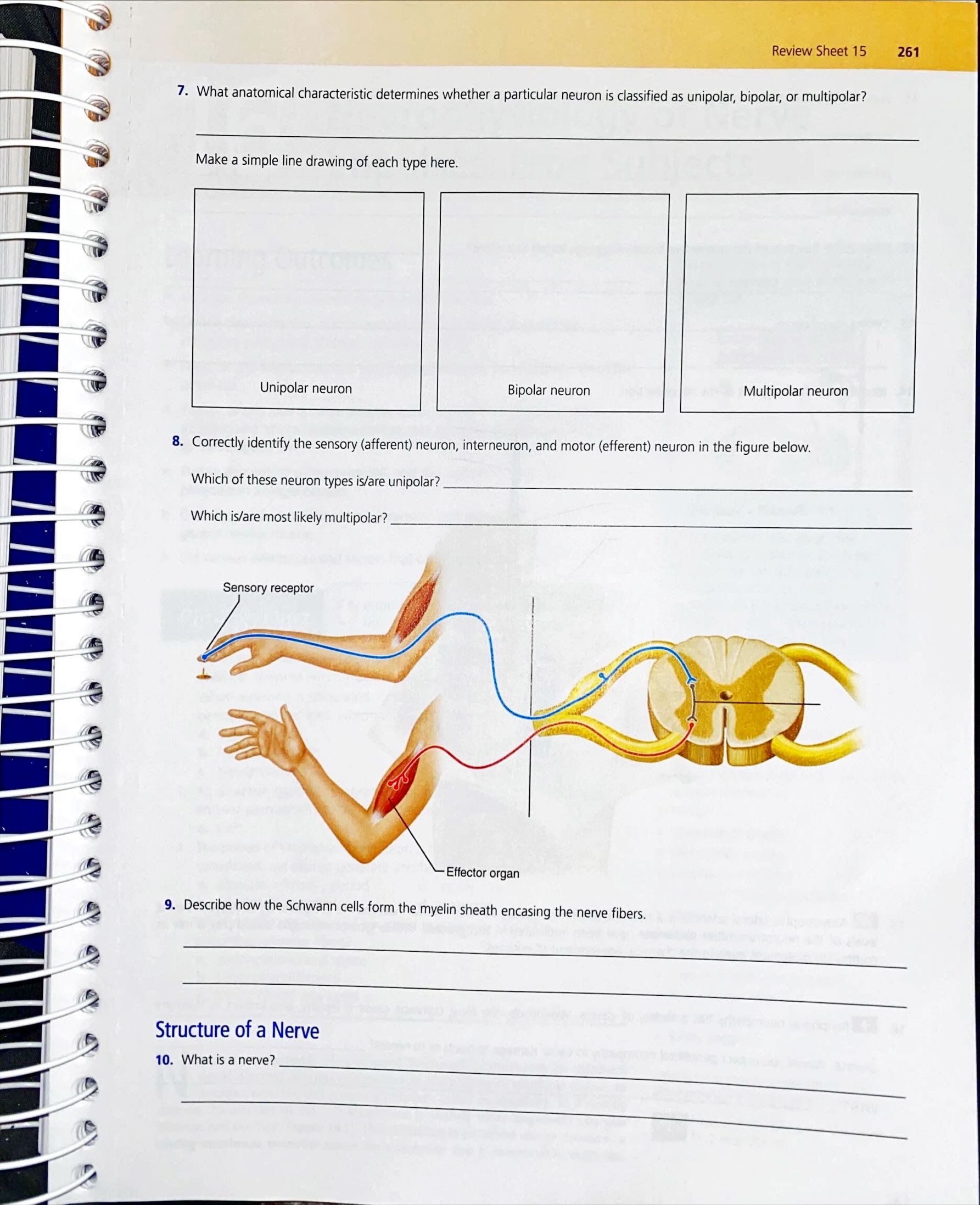 Solved 1. The basic functional unit of the nervous system is