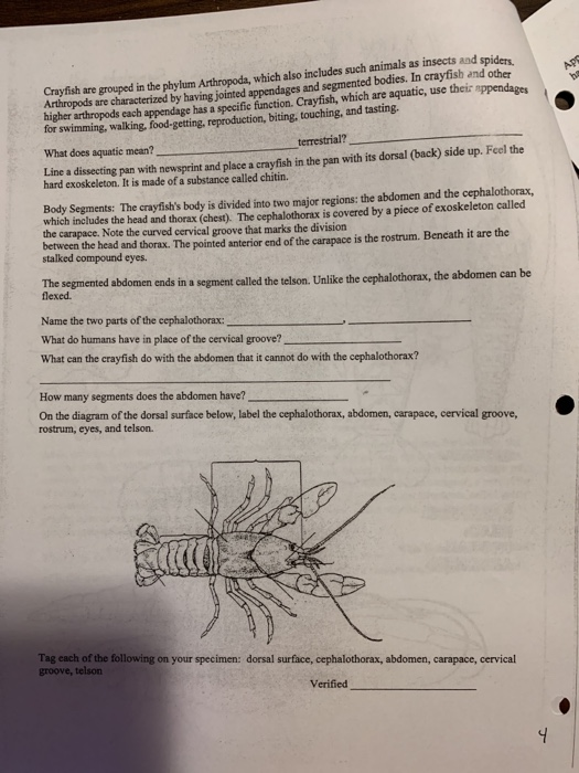 Arthropod Exoskeleton Diagram