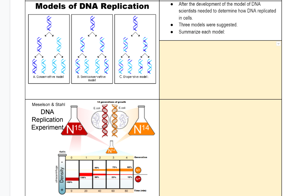 Solved O Models Of Dna Replication After The Development Of Chegg Com